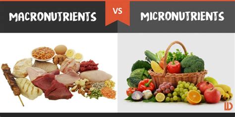 macronutrients vs micronutrients quizlet